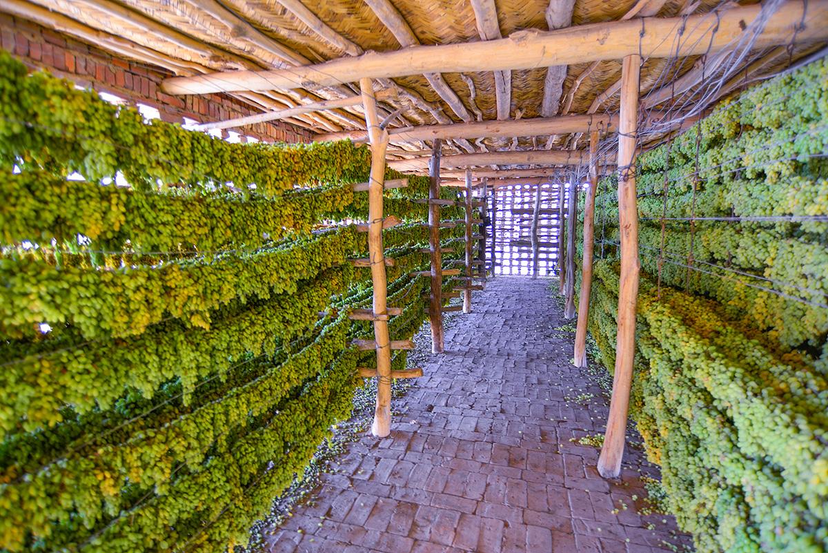 如果你去新疆吃葡萄你会怎么夸,去新疆不要问葡萄干多少钱一斤