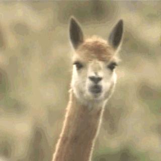 阿奇霉素不能与头孢一起吃么,阿奇霉素能不能和肾石通一起吃