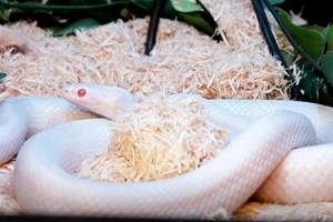 可以盘着玩的蛇,能盘的野生动物