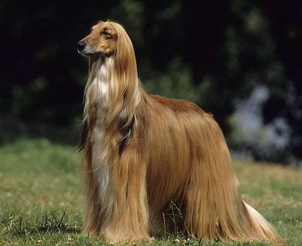 最适合中国人养的十种狗,全世界常见的70种狗