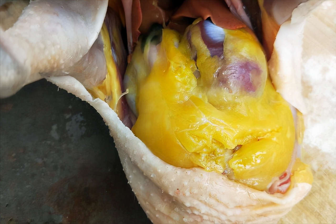 杀鸡时看到鸡皮有疙瘩怎么回事,杀鸡肚子里黄油留着还是扔了