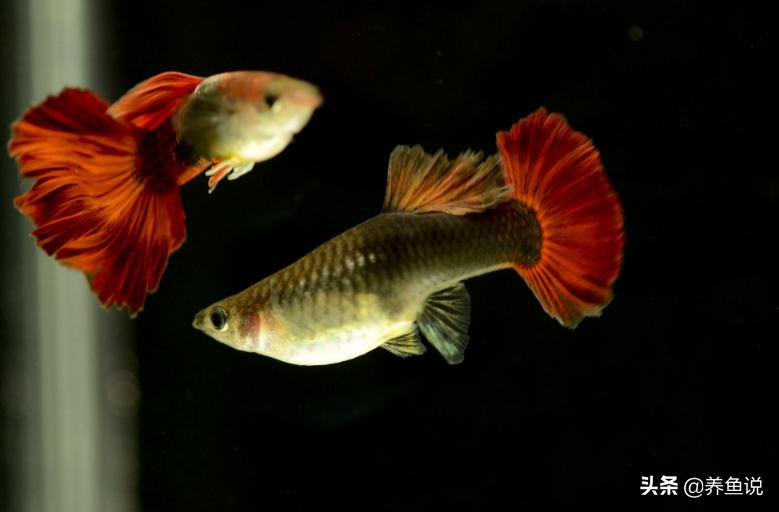 孔雀鱼如何繁殖饲养小鱼,孔雀鱼怎么入缸新手养