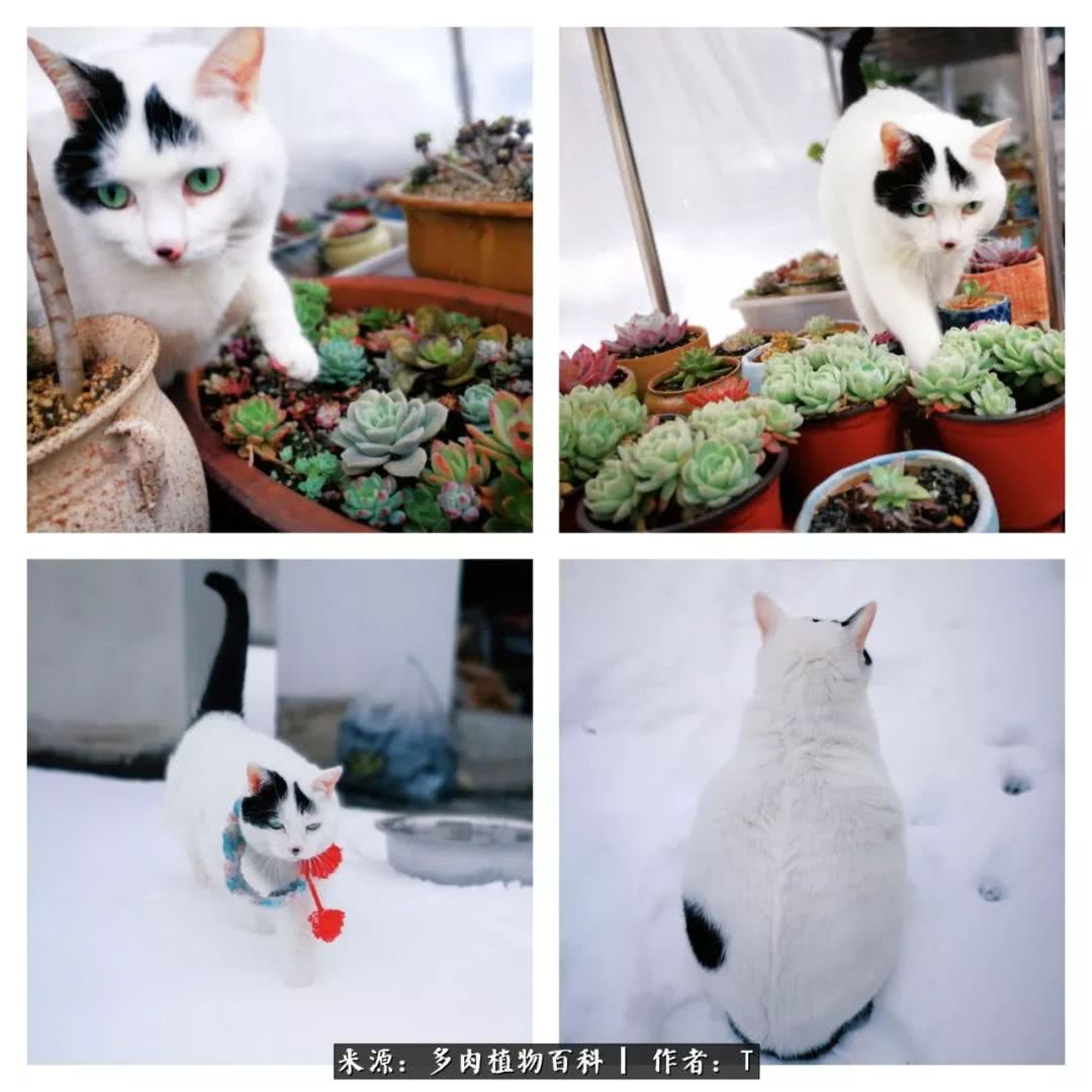 多肉还可以这样玩(上):八年养肉路剪影!