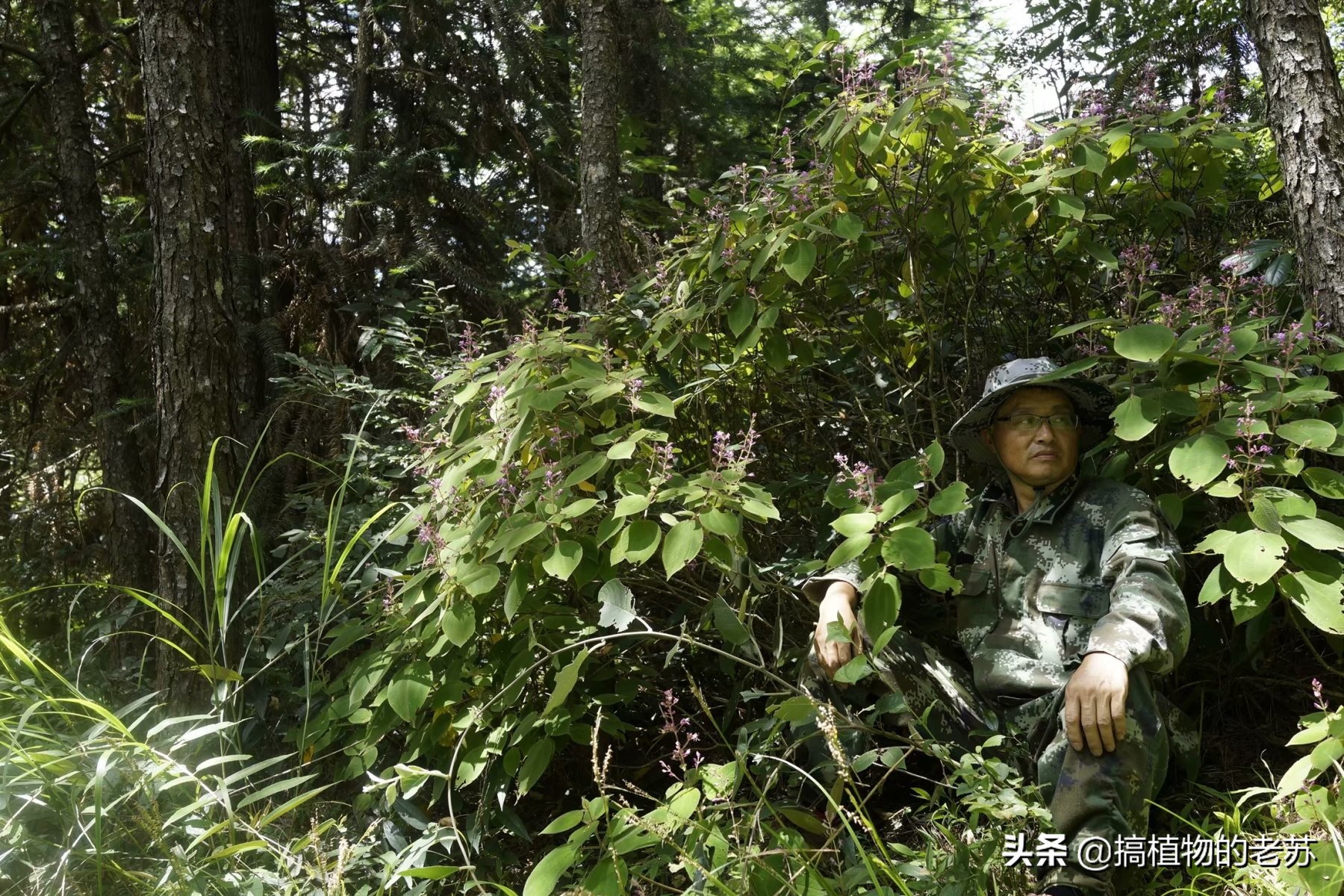 带你看兰花,带你看看蝴蝶兰