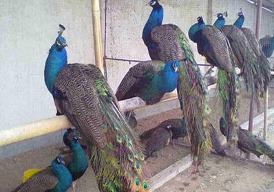 养殖户赚钱吗,养殖户一年能赚多少钱啊