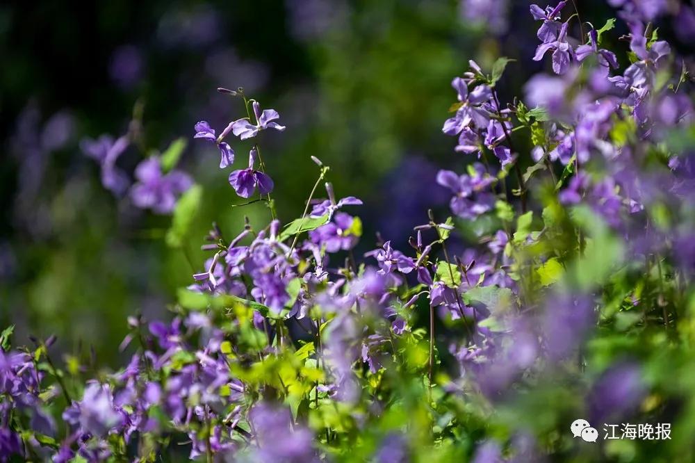 南通已经入春了吗,今年南通什么时候入春