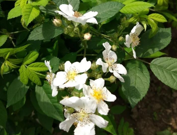 老司机都曾栽在宿迁花卉上,你交过学费不?