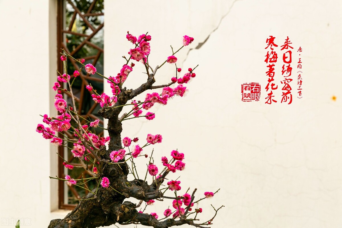 适应在室内养的十种花,天气变凉了花要搬到屋里来吗