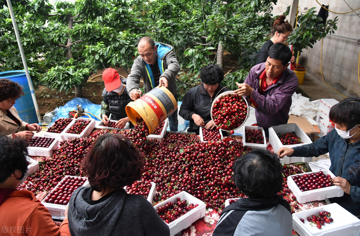 中国樱桃产业现状,中国樱桃发展趋势