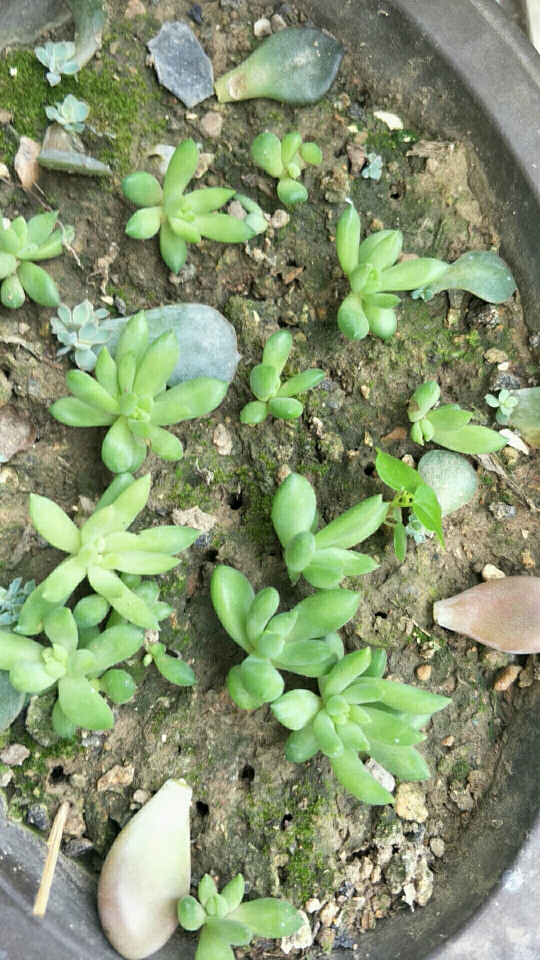 千佛手长势差,顺应“三习性”撒欢长,叶片肥美,密密麻麻挤满盆