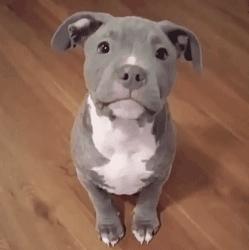 可爱可奶呆萌的小奶狗,可爱呆萌小奶狗