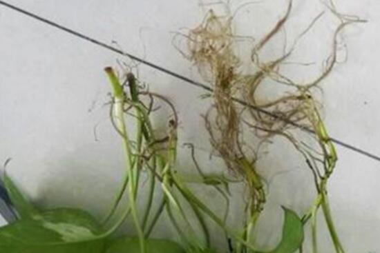 绿萝怎么修剪视频教程,绿萝怎么修剪叶子