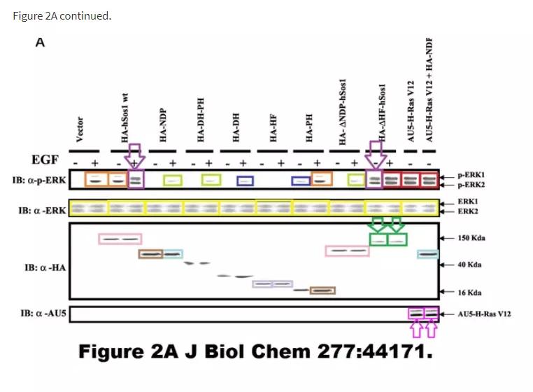 论文撤稿是真的假的,论文图表造假会不会看出来