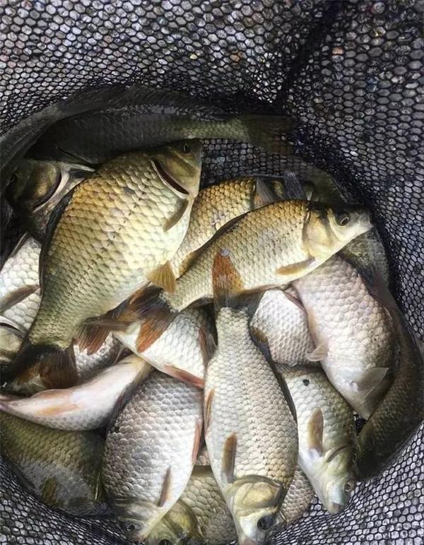 野钓费钱吗,野钓一天需要多少饵料