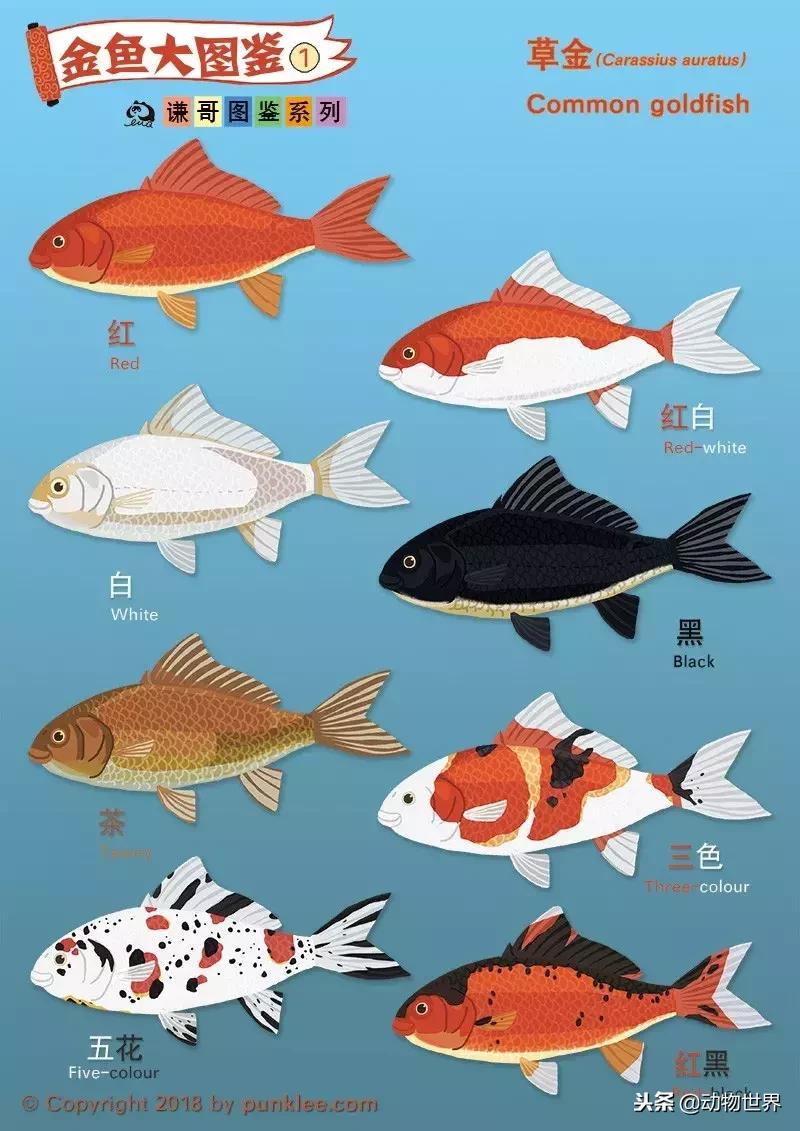 草金金鱼怎么养,草金咬金鱼