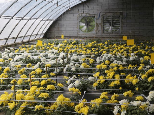 楼观台菊花展,楼观菊花