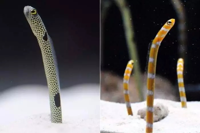 小众的热爱,正宗海鳗