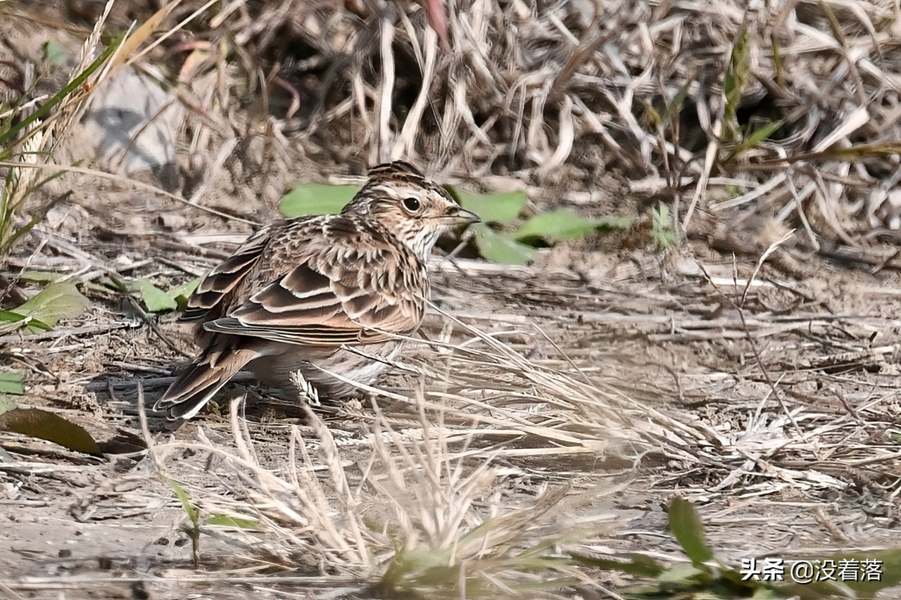 「10.13」北京沙河观鸟日记：收获长尾山椒鸟与中华攀雀