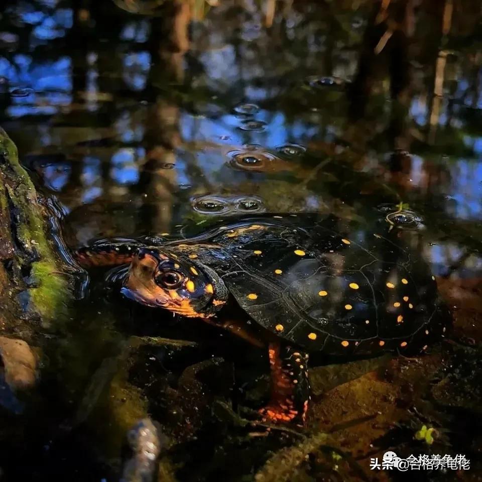 橄榄油能用于龟背甲么,龟的背甲怎么护理