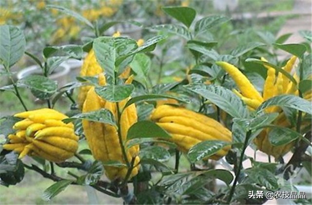 药材佛手种植技术和方法,佛手果树的种植技术
