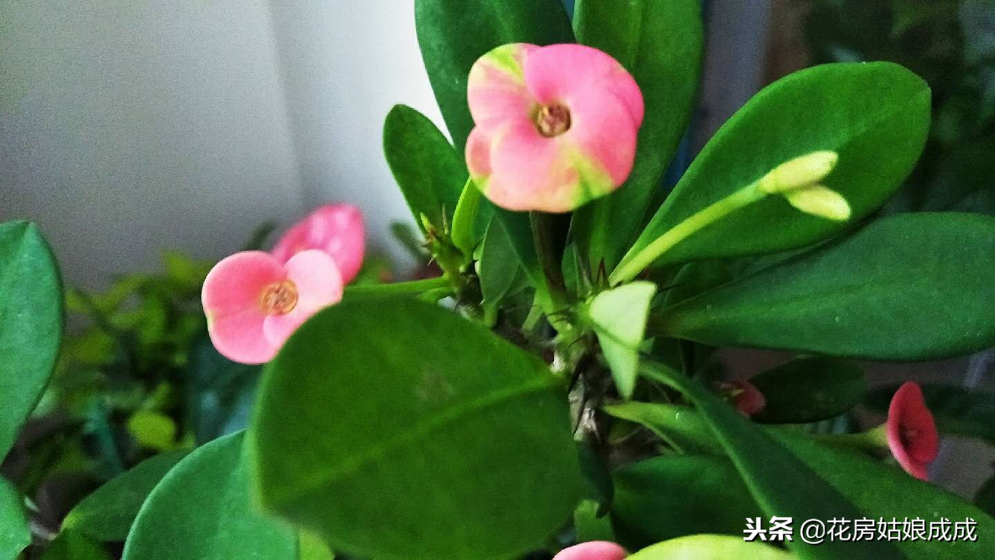 花草生虫子怎么治,花草生腻虫怎么治