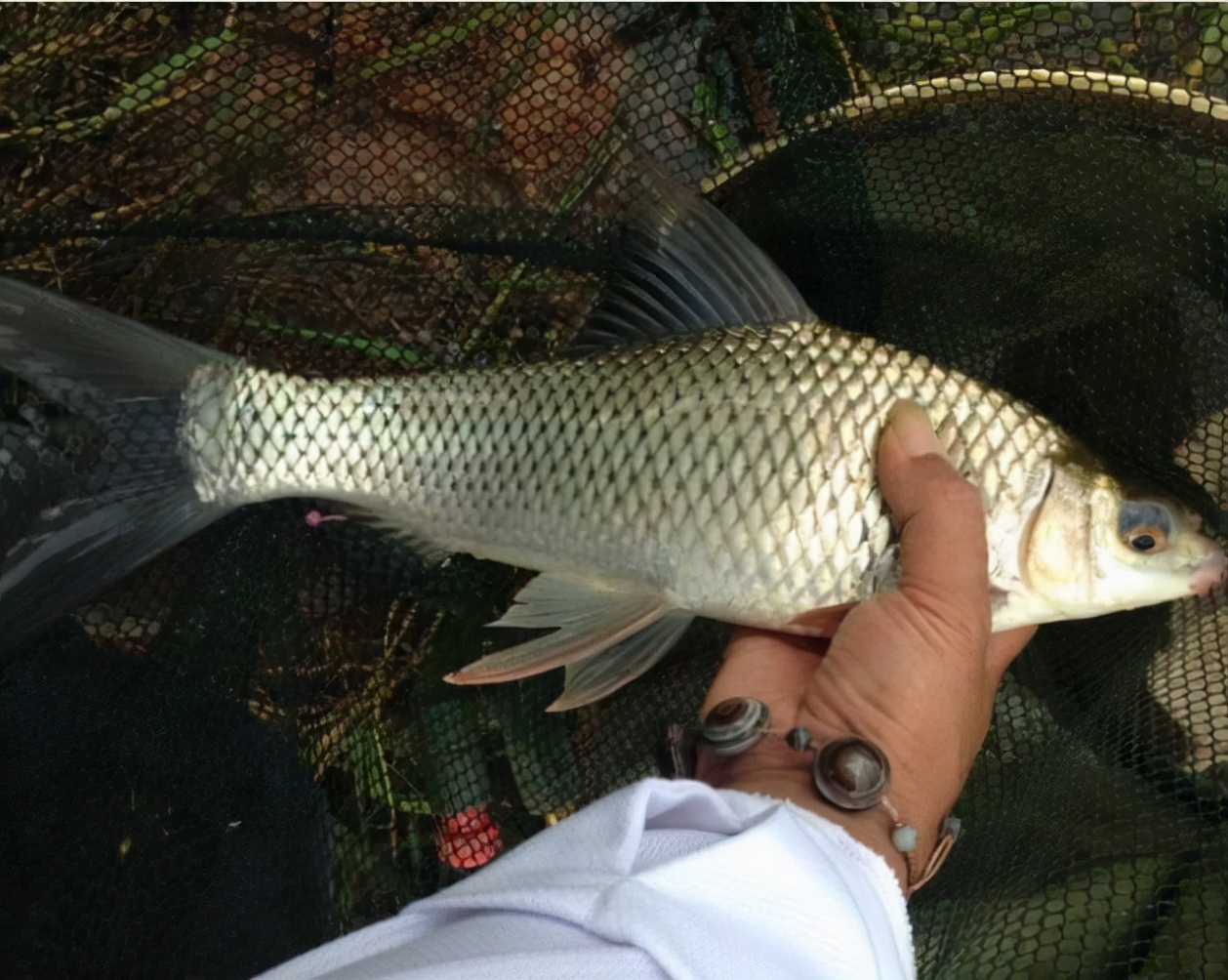 如何钓鲮鱼避开罗非,肇庆西江手竿鲮鱼最佳钓点