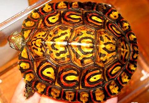 水陆两栖龟选什么龟,水陆两栖龟陆龟怎么区别