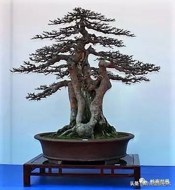 盆景结顶的形式,最好的盆景结顶方法