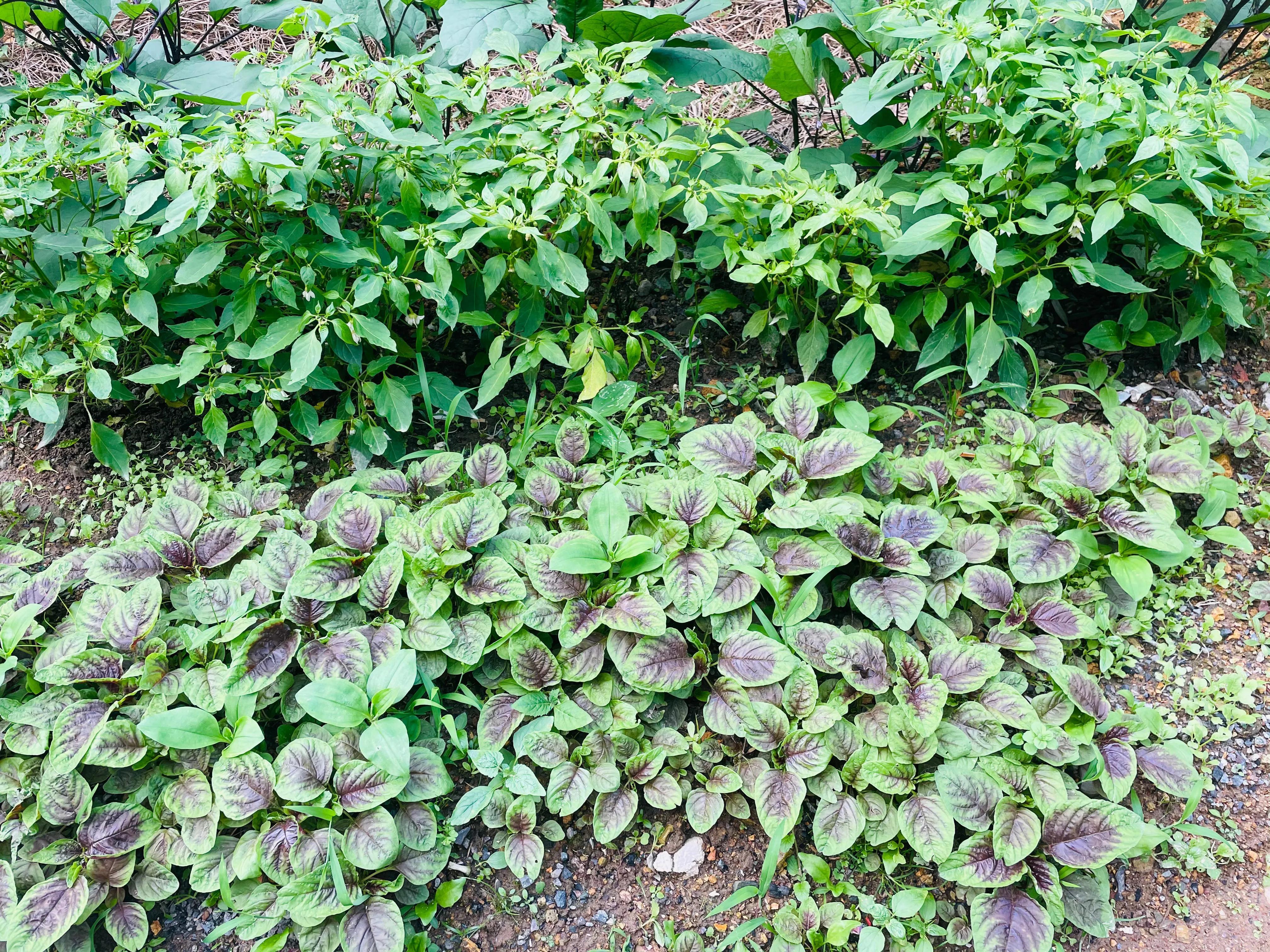 在农村老家卖菜种,在农村里买菜苗