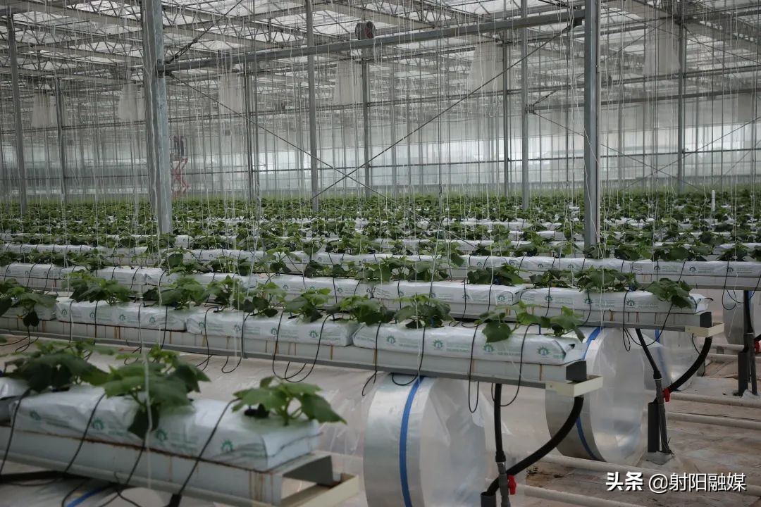 全市唯一！射阳的这个村不简单，再次入选“国字号”名单