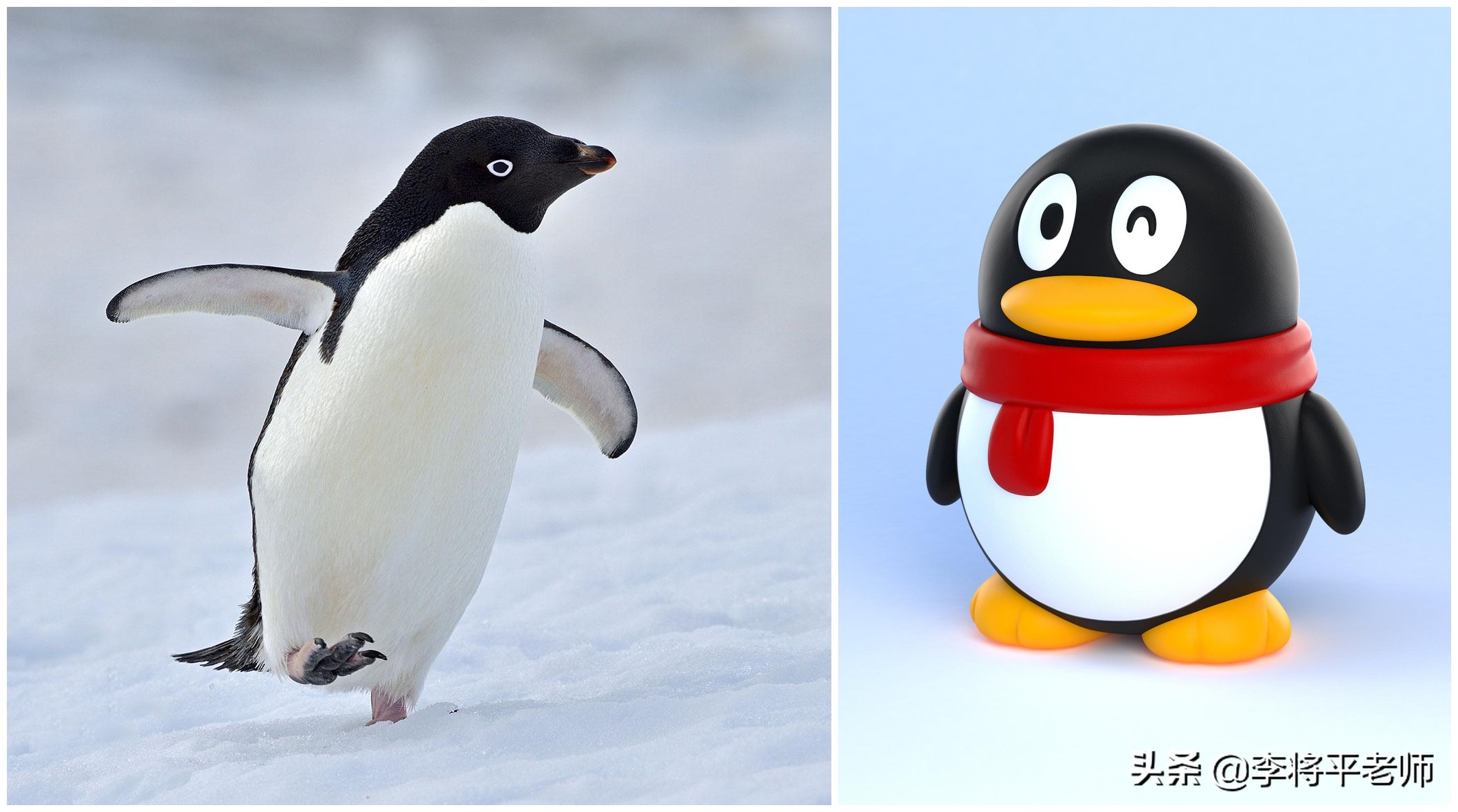 呆萌的企鹅为何被称为黑暗王者,为什么企鹅不择手段