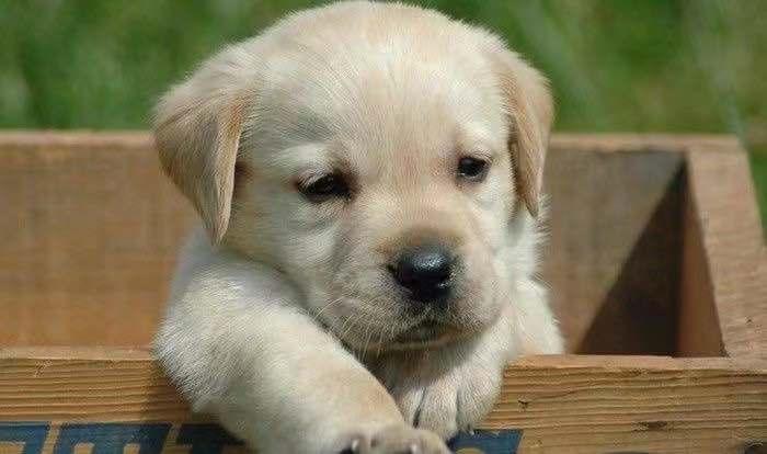 拉布拉多幼犬喂狗粮要喝水,拉布拉多幼犬喂什么狗粮好