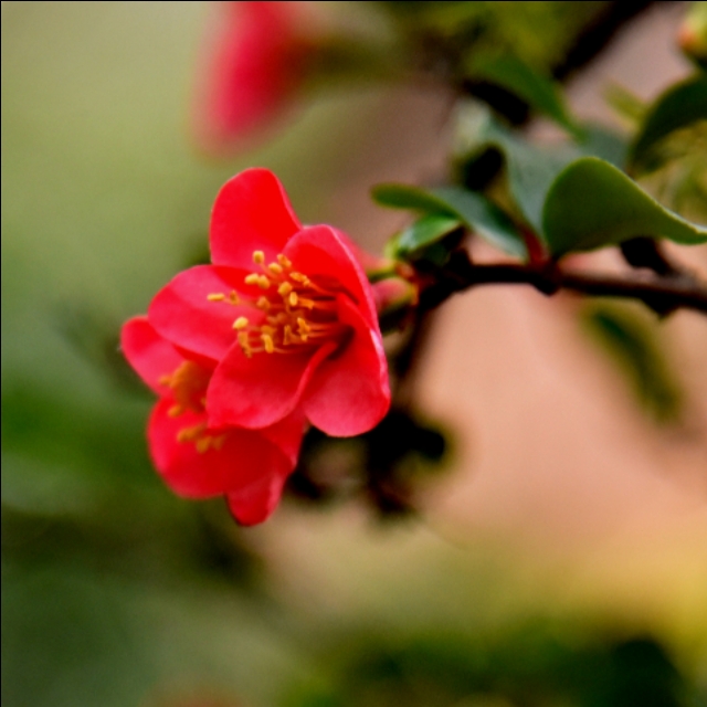 淮口科玛小镇风情街,淮口科玛小镇的抖音