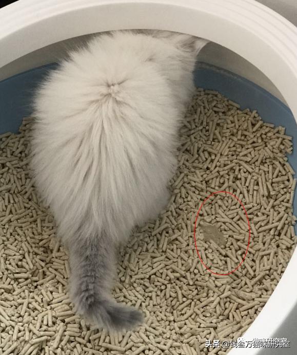 治小猫拉稀的针剂,治小猫呕吐拉稀的药