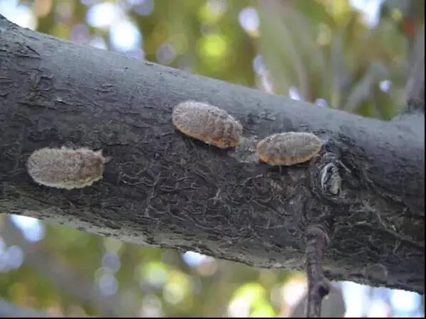大樱桃树夏天白蚧虫病防治,樱桃树上的桑白蚧怎样消除