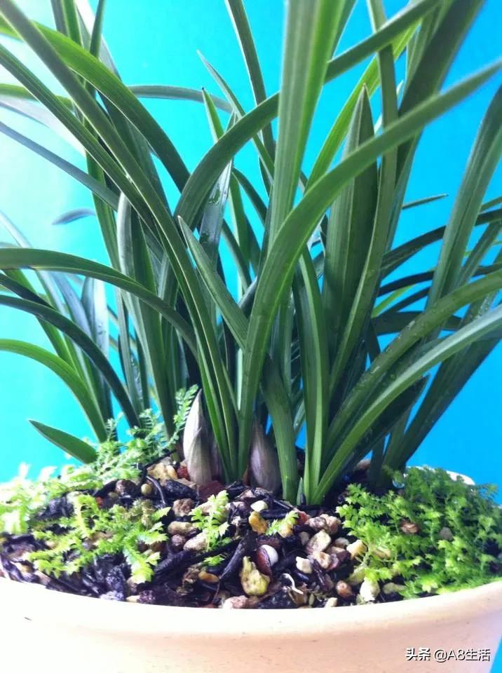 每日一品栏目,每日一品七律