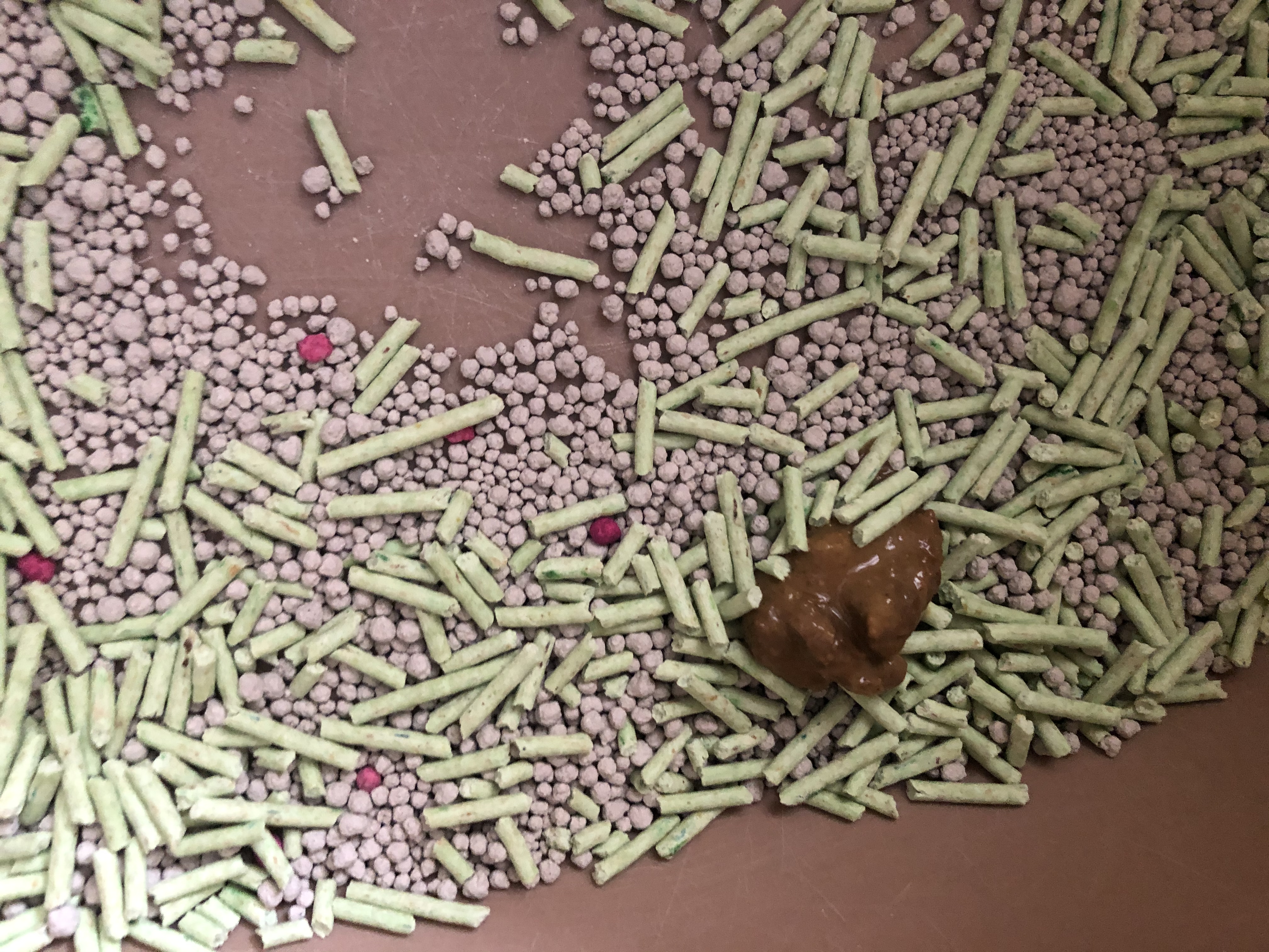 猫咪球虫滴虫有什么区别,猫咪驱球虫可以打疫苗吗