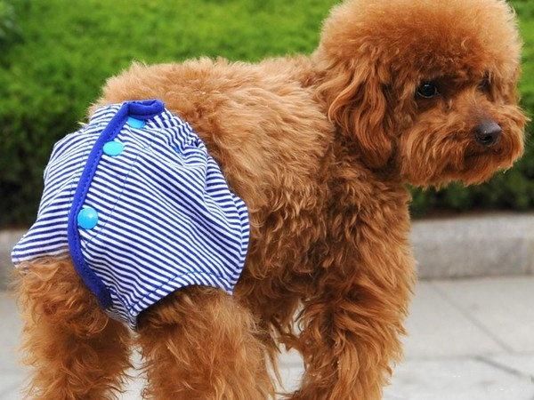 辟谣!狗狗也有生理期?与人类相反,狗狗发情期出血是为了怀孕