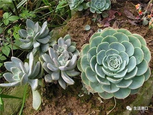 哪种石莲花可以食用,野生石莲花有什么用