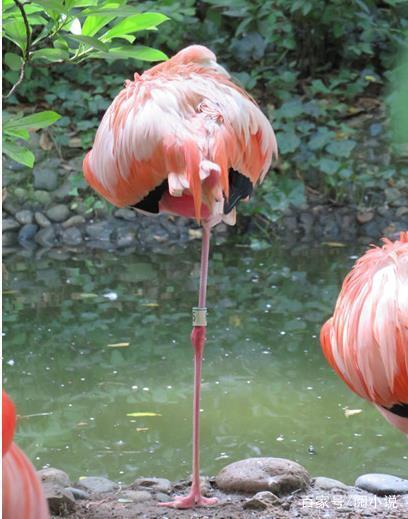 山海经中哪些是人类发现的,山海经中哪些真实存在的生物