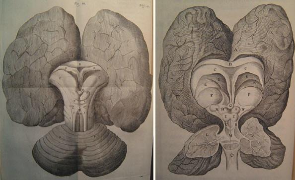 乱世中没读完书的医生,绘制出第一本完整的人脑地图