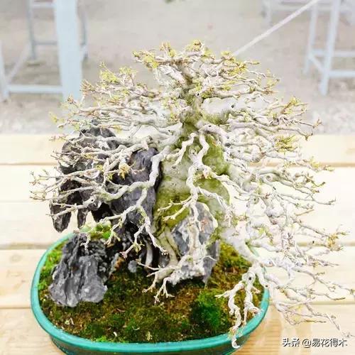 日本红枫和中国红枫有什么区别,日本红枫和中国红枫盆景的区别