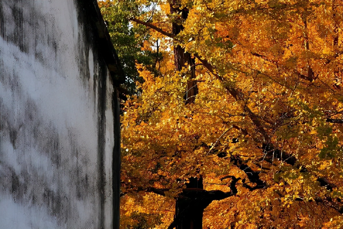 漫天香氛醉人~杭州的秋天从不让人失望!13个地方,秒出大片