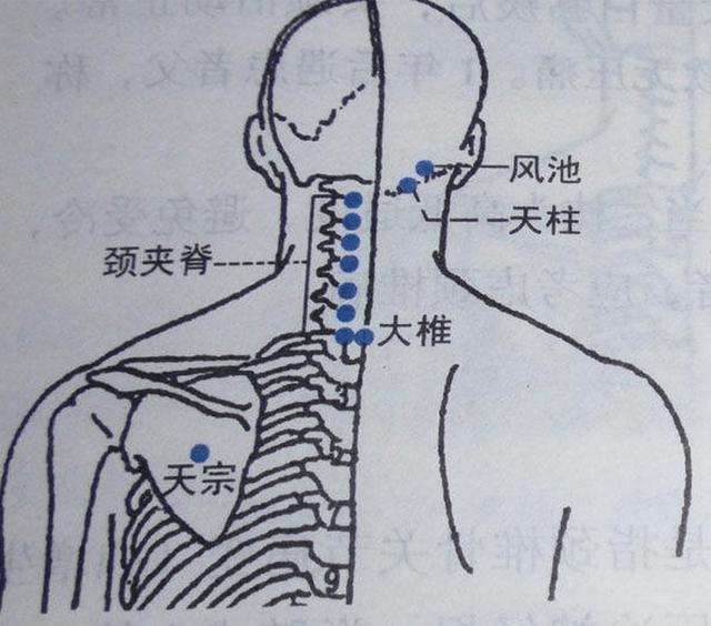 正营穴位位置和主治作用,怎样快速记住穴位的主治作用