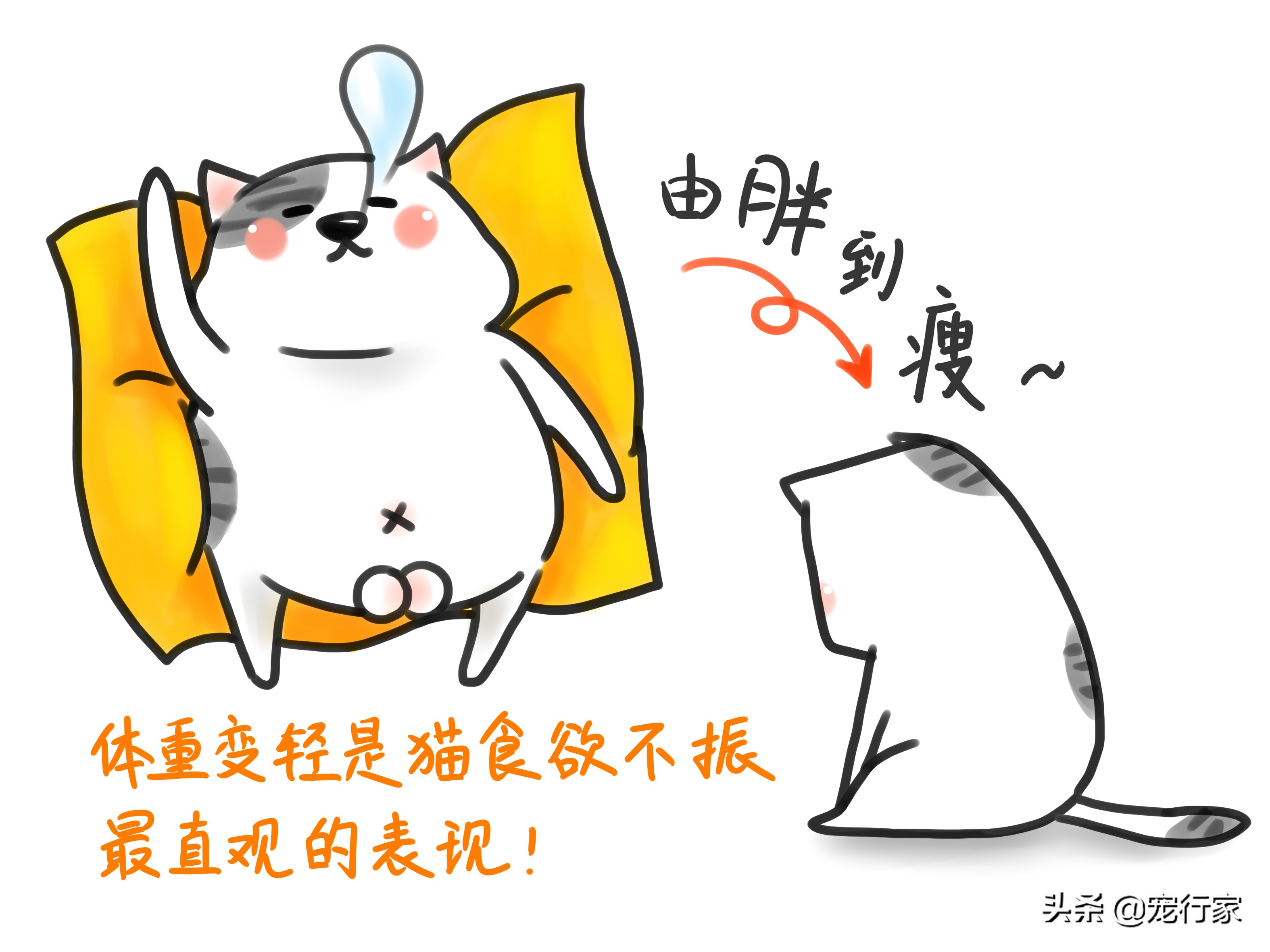 两个多月的猫咪食欲不佳怎么办,猫咪闹情绪不吃东西