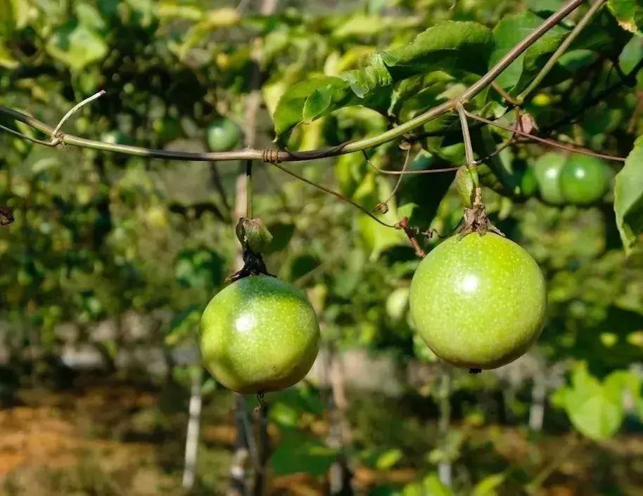 黄金百香果富含什么,黄金百香果和百香果哪个营养高