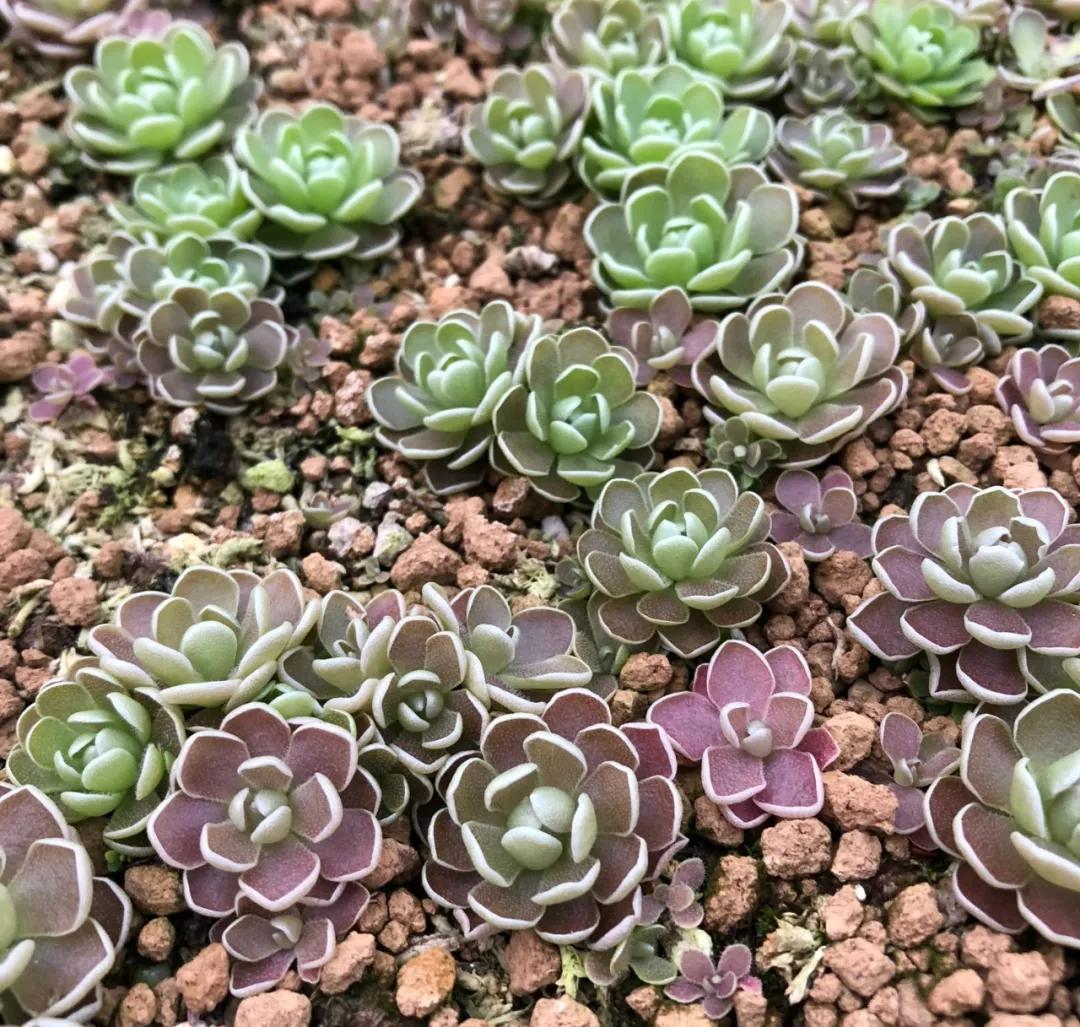 养哪一种吃虫子的花最合适,这4种花真省心养在家里不招虫