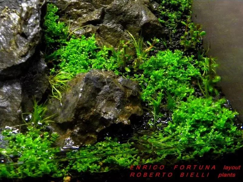 如何打造景观小缸,院子简易水景流水缸制作方法图片