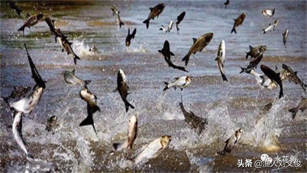 鱼体表粘液增多是怎么回事,鱼粘液起什么作用