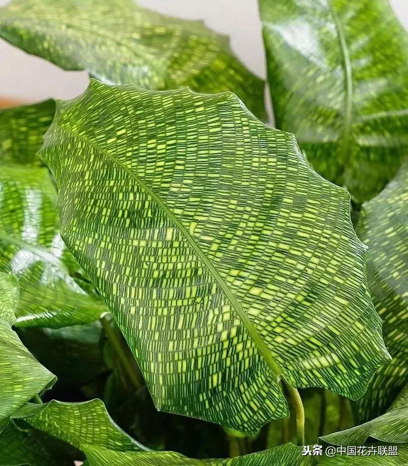 打翻了调色盘的花,打翻了调色盘的美景